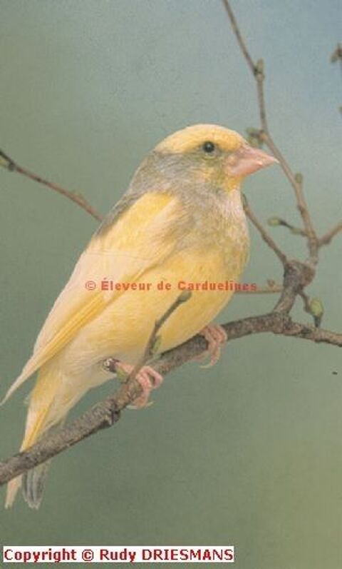 Verdier mutation 60 33240 Saint-andré-de-cubzac