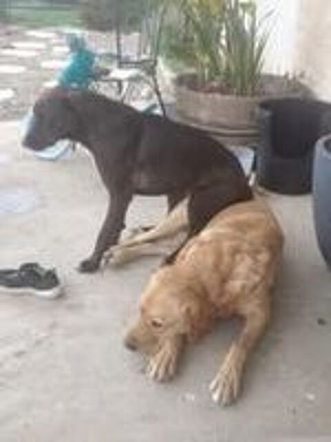   Chien BOUNTY à l adoption 