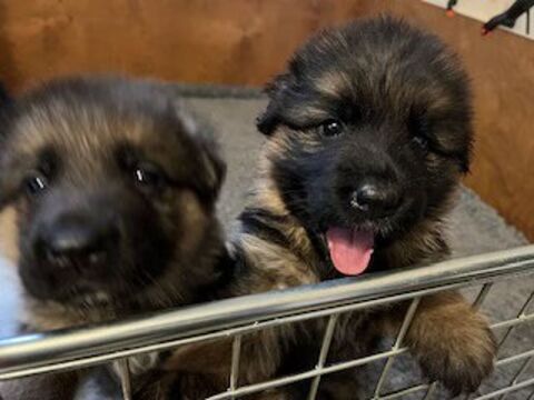 Chiots Berger Allemand LOF Poils court 1200 60200 Compi�gne