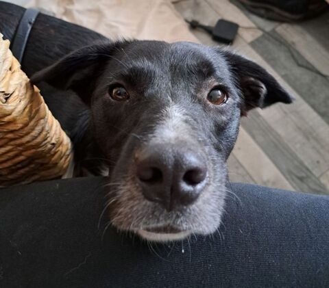 Nelu petit croisé de 2 ans 280 86600 Lusignan