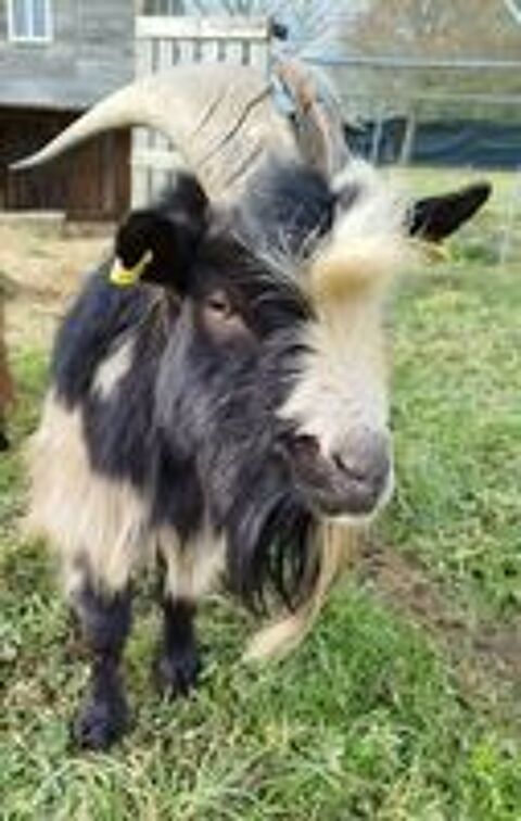   Neurosis, bouc nain croisé à adopter 