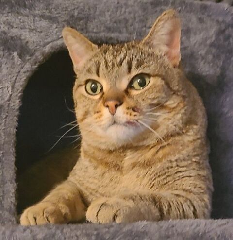 BRIOCHE, chat m&acirc;le tigr&eacute; 5 ans 120 34500 B�ziers