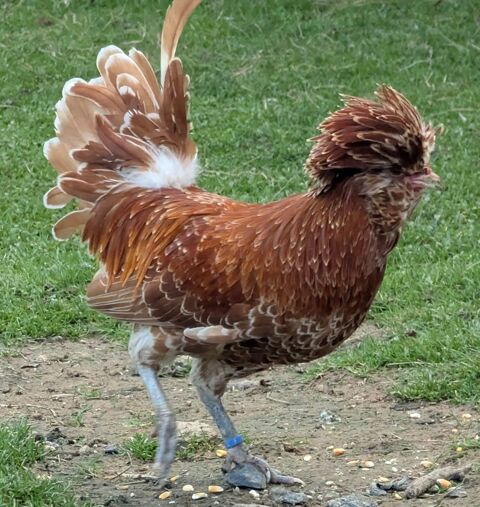 Coq Padoue chamois&eacute;e 15 85130 La verrie