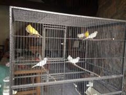   canaris 