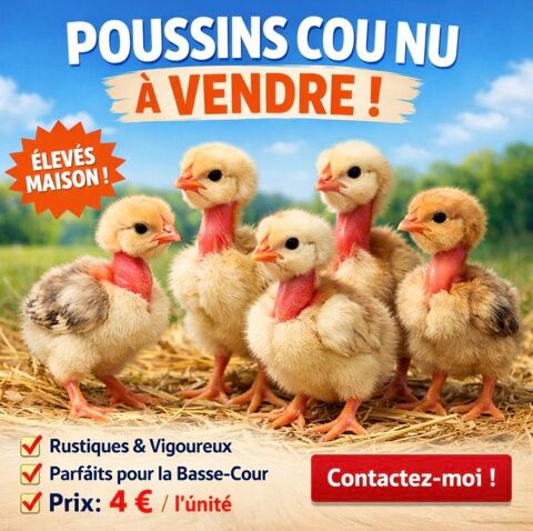 Pousin cou nu 4 45200 Montargis