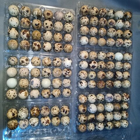 X100 Oeufs de cailles f&eacute;cond&eacute;s 
Mix divers coloris 30 86340 Roches-pr�marie-andill�