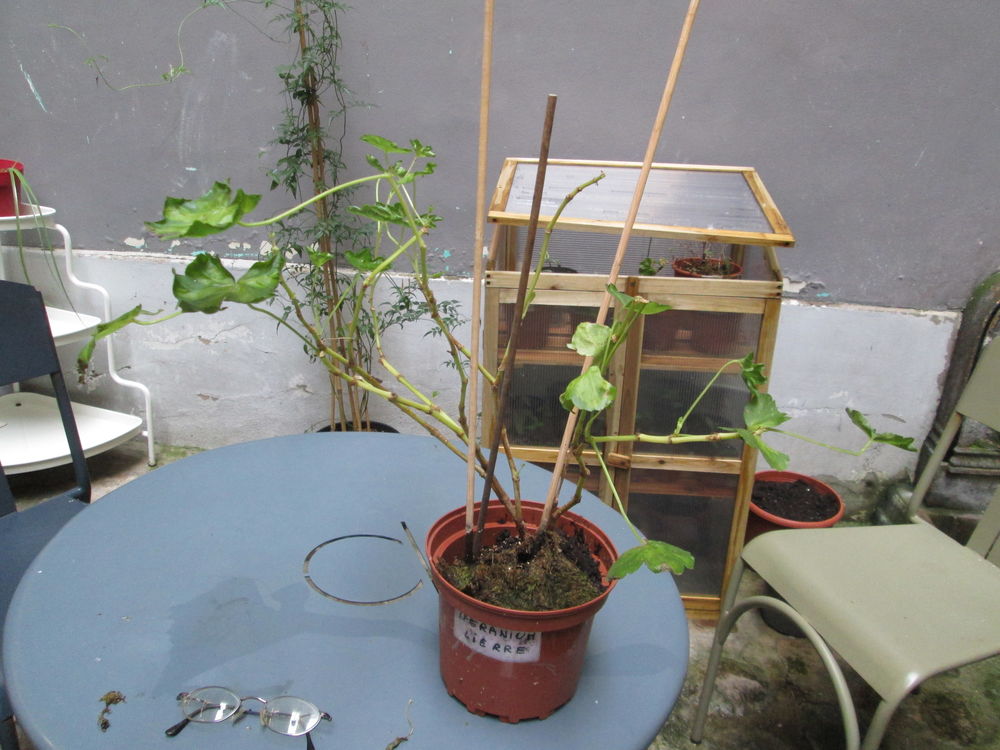 g&eacute;ranium grimpant Jardin