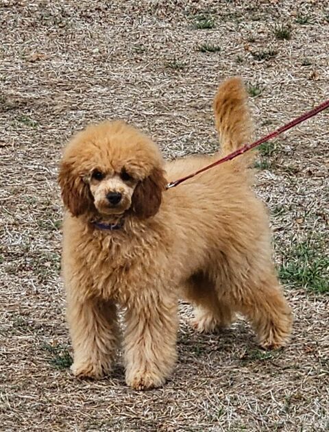 caniche nain male 5 mois  fauve abricot 1200 72120 Saint-calais