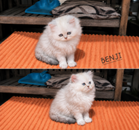   3 CHATONS PERSAN CHINCHILLA - LOOF - 
