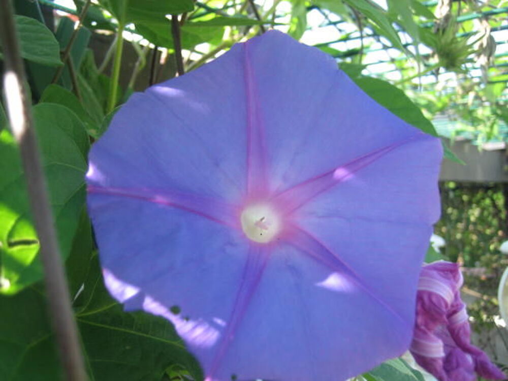 jolie fleur ipom&eacute;e bleue et rare Jardin