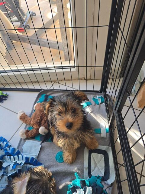 ASTON cherche sa nouvelle famille  700 34000 Montpellier
