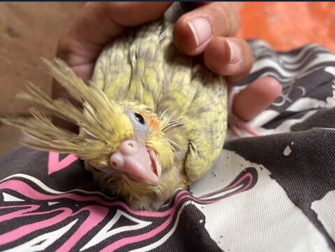 Calopsitte eam 80 17200 Royan