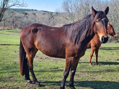 Jeune jument à adopter 2800 24600 Ribrac