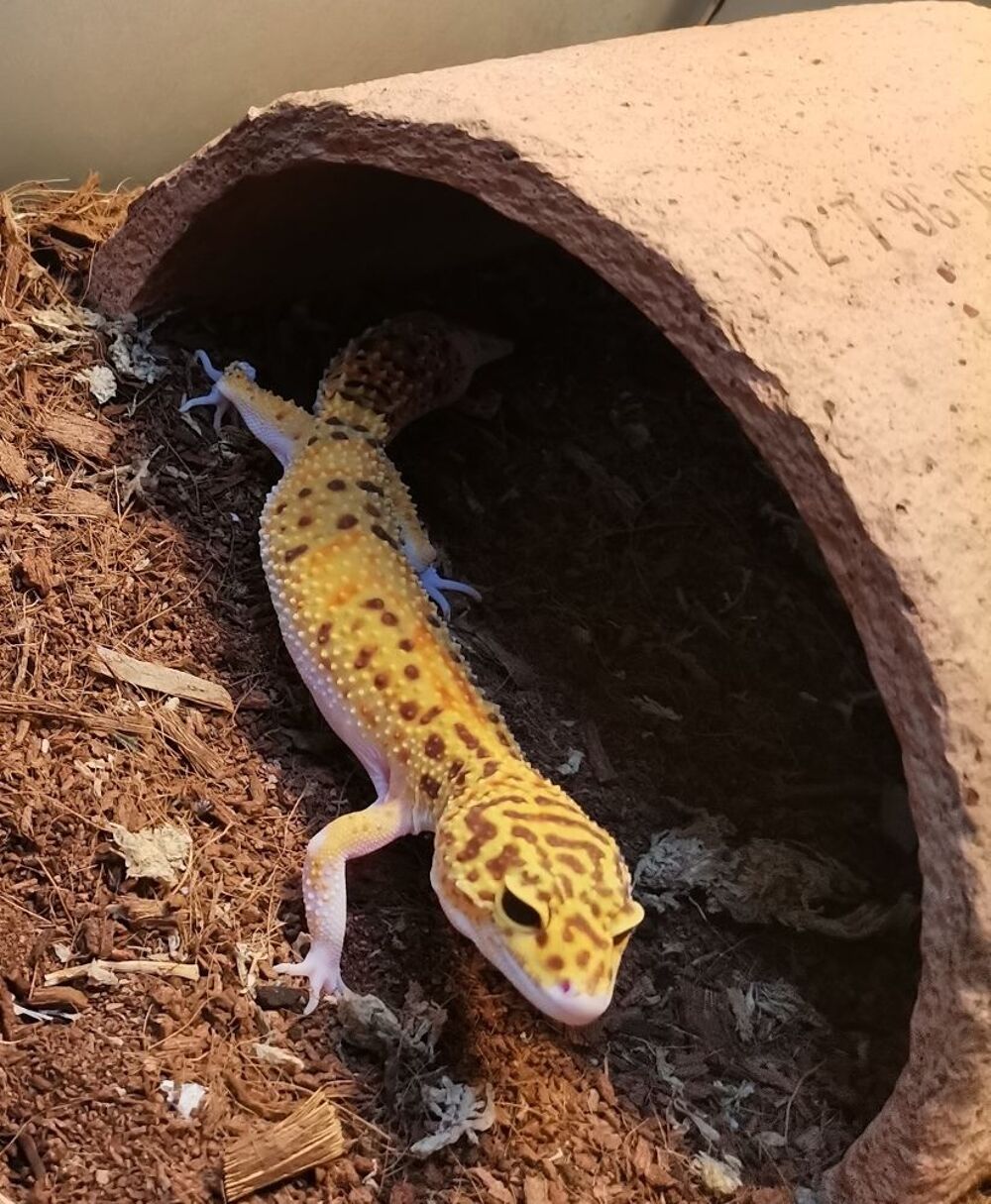   Gecko Leopard avec son Terrarium Equipé 