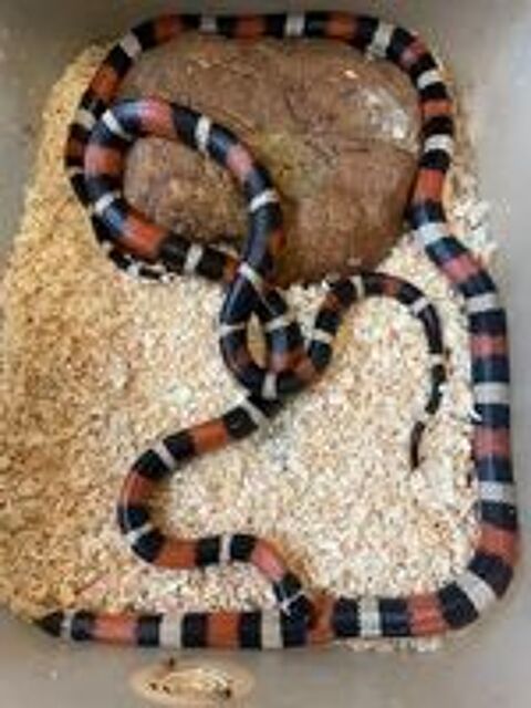   À donner, couple lampropeltis 