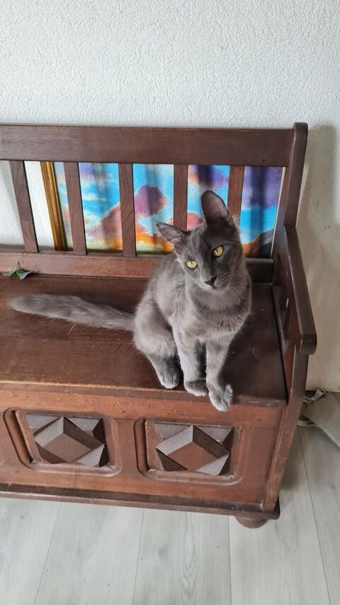 Chatons m&acirc;les st&eacute;rilis&eacute;s AngoraTurc 900 01460 Montréal-la-cluse