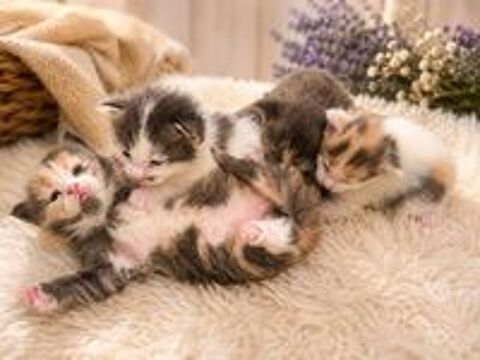   Chatons Maine Coon LOOF ? Lignées prestigieuse 