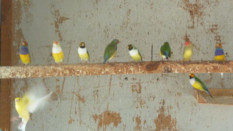 oiseaux goulds 43700 Le monteil