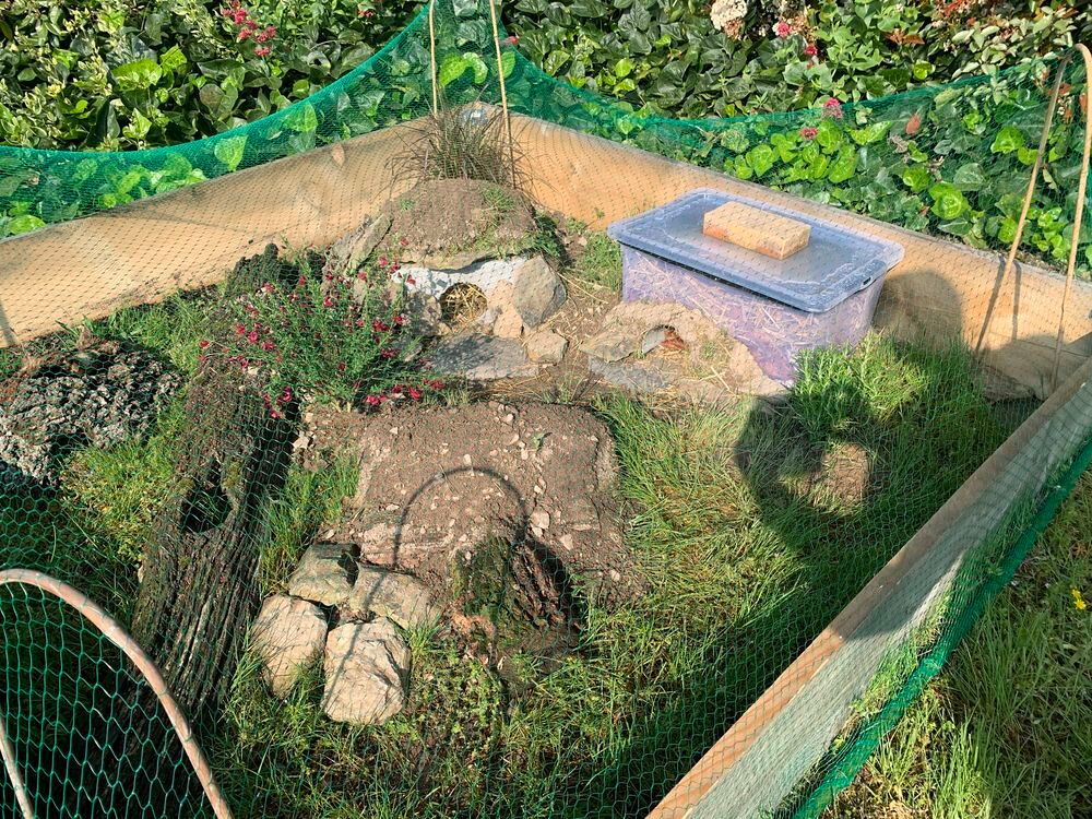   Recueil tortue 