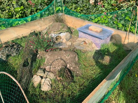 Recueil tortue 0 49170 Saint-georges-sur-loire