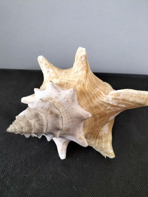 Coquillage Strombix Tassin-la-Demi-Lune (69)