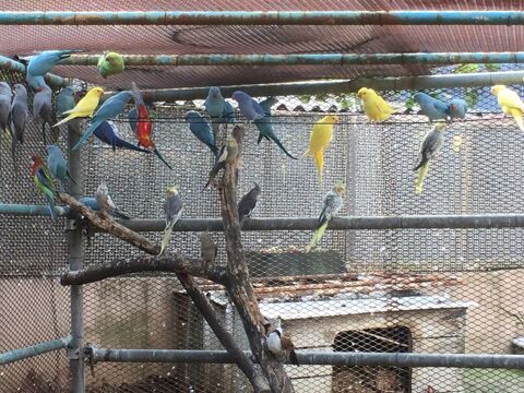 grandes  perruches 50 38150 Roussillon