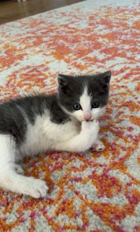 Chatons  0 93200 Saint-denis