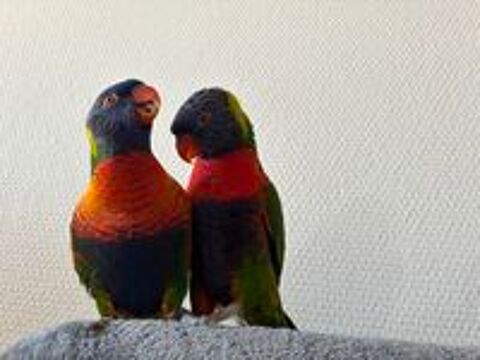   Couple loriquet  