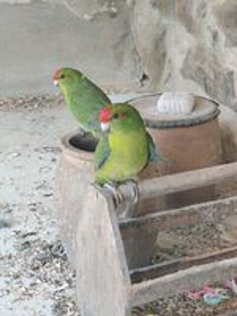   Kakariki male 