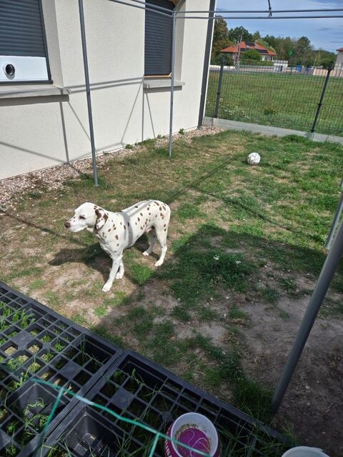 CHERCHE FAMILLE D ACCUEIL EXPERIMENTEE 0 54300 Chanteheux