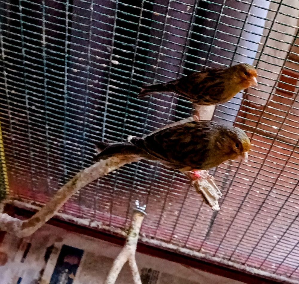   Canari Timbrado Espagnol  