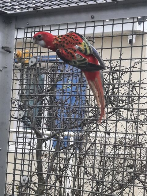 Omnicolore femelle opaline 80 61000 Alen�on