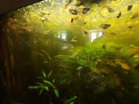 Superbe  guppys endler
1 60700 Fleurines