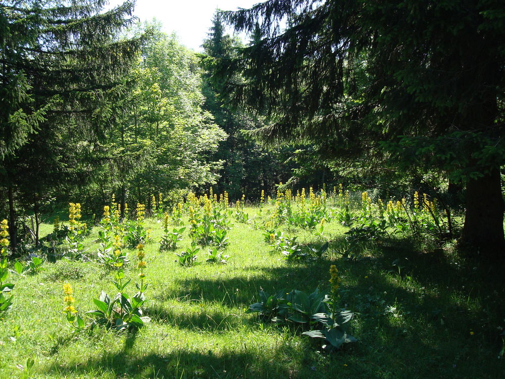   chalet jura Franche-Comt, Les Fourgs (25300)