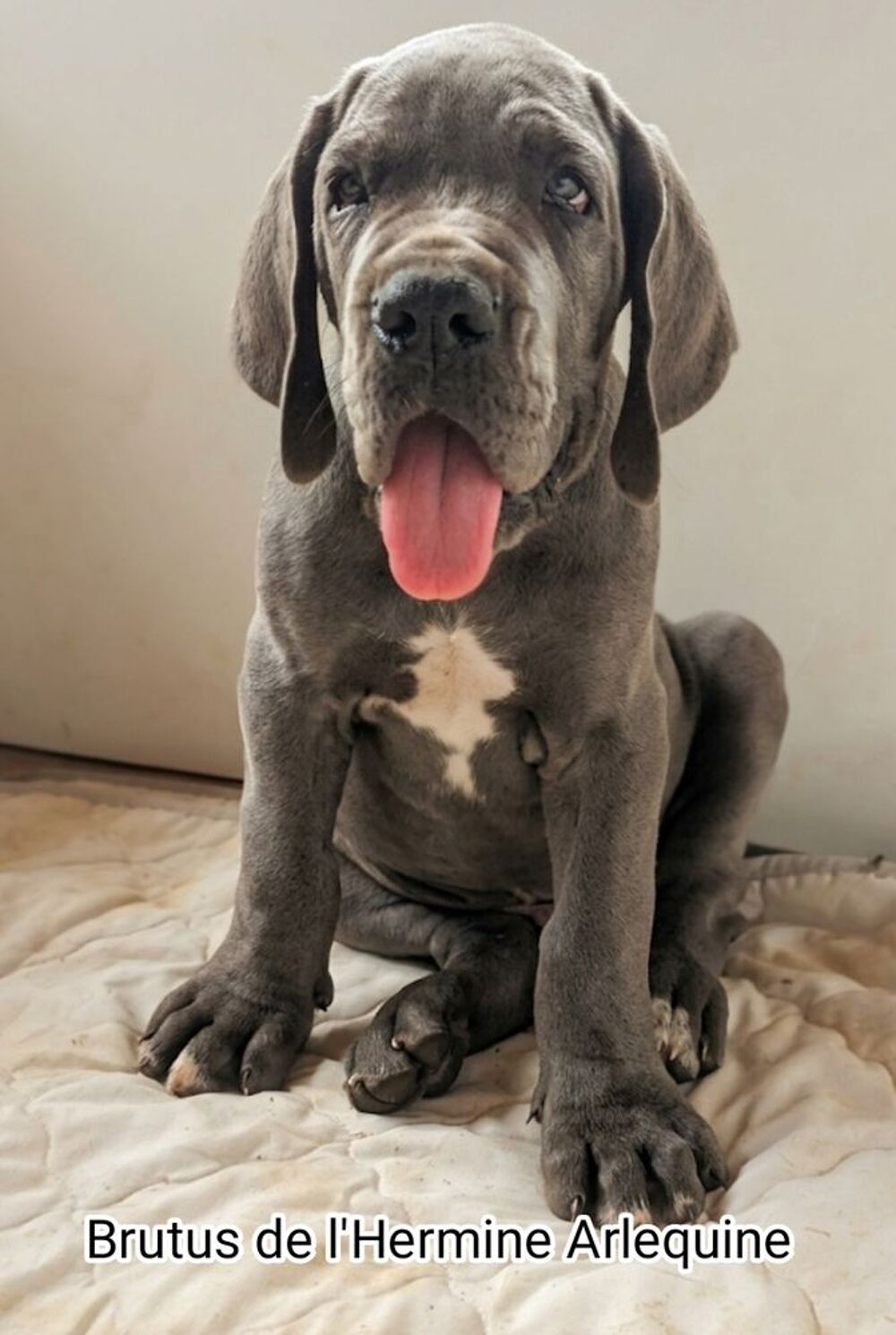   Chiots dogue allemand bleus LOF  