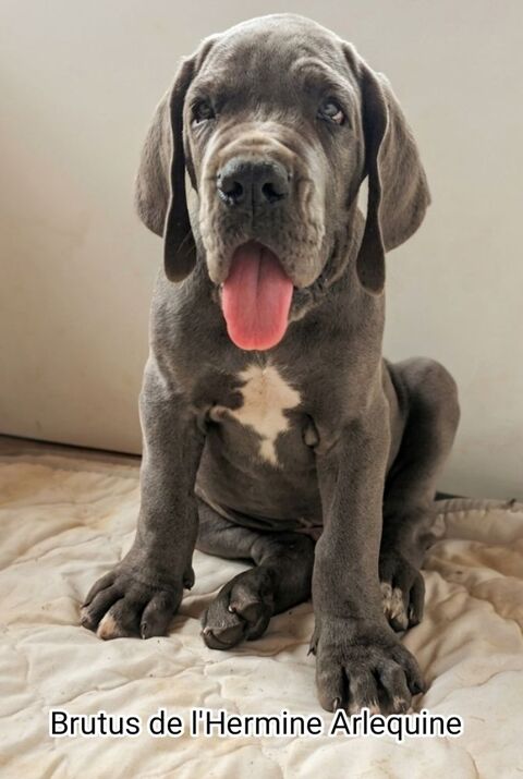 Chiots dogue allemand bleus LOF 2000 56130 Nivillac