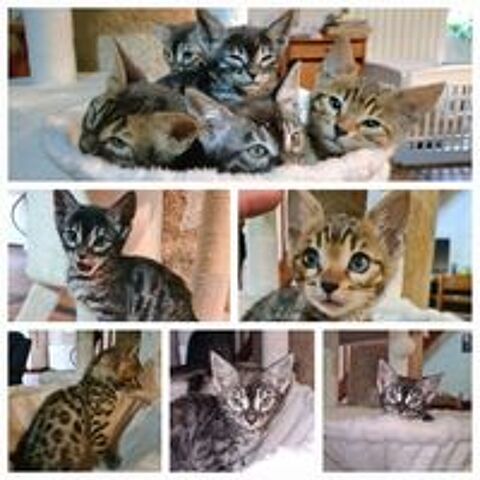   Ventes chatons bengal (3 femelles et 2 mâles) 