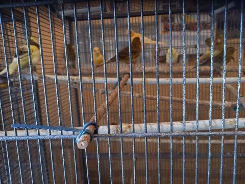 Canaris saison 2025 multicolore. 30 11500 Estagel