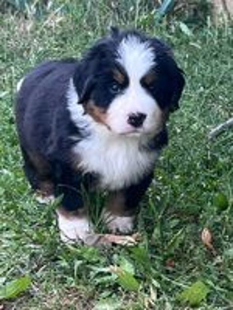   Chiots adorables bouviers bernois  