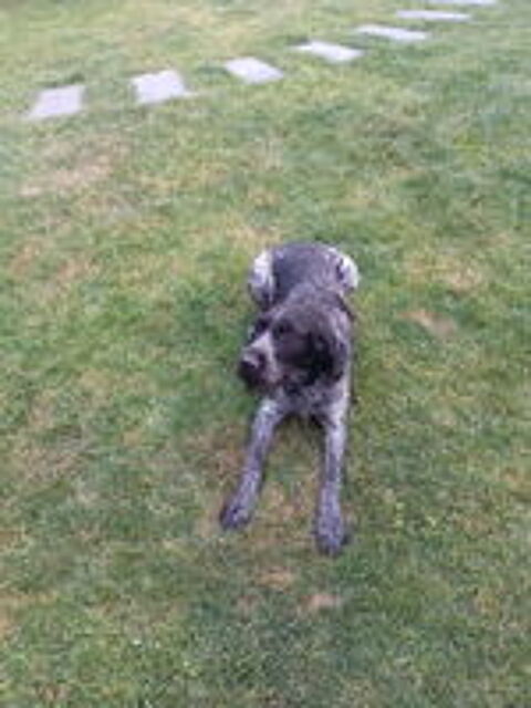   Chiot drahthaar 