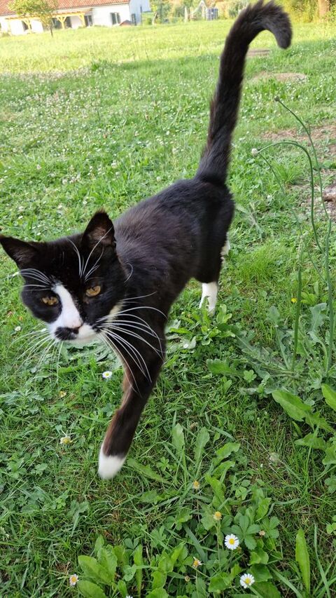 Donne chat adulte trouvé 0 31290 Villefranche-de-lauragais