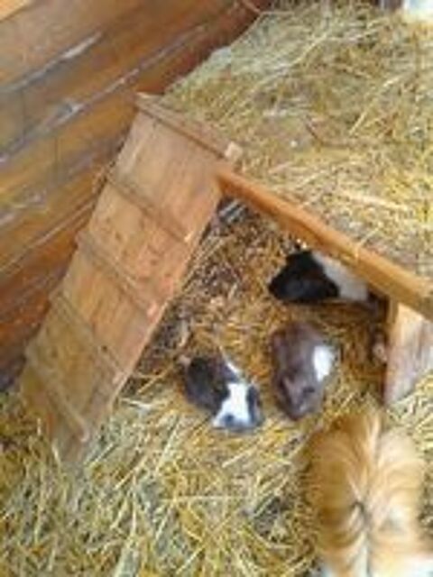   bébés cochons d'inde 