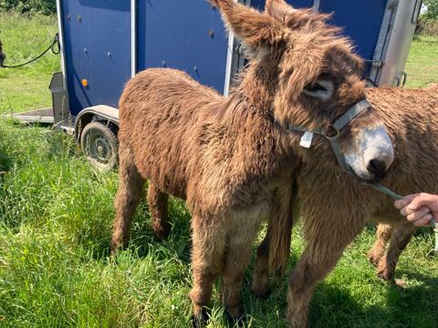 &Acirc;ne gentil 300 85420 Maillezais