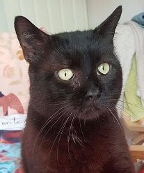 NION CHAT NOIR 7 ANS 1/2 195 92260 Fontenay-aux-roses