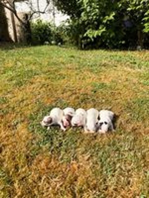   Chiots Jack Russel 