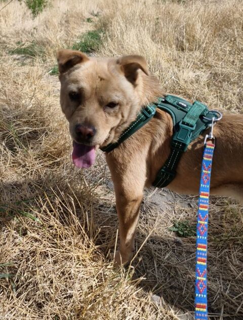 A L'ADOPTION BONNIE 0 75018 Paris