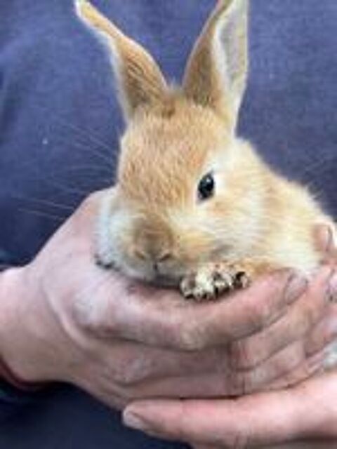   Lapine géant des Flandre X papillons  