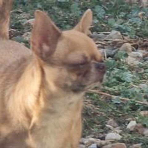   Chihuahua pl court  chocolat dilué.  