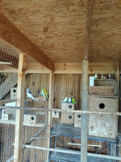 Oiseaux perruches 12 03600 Commentry