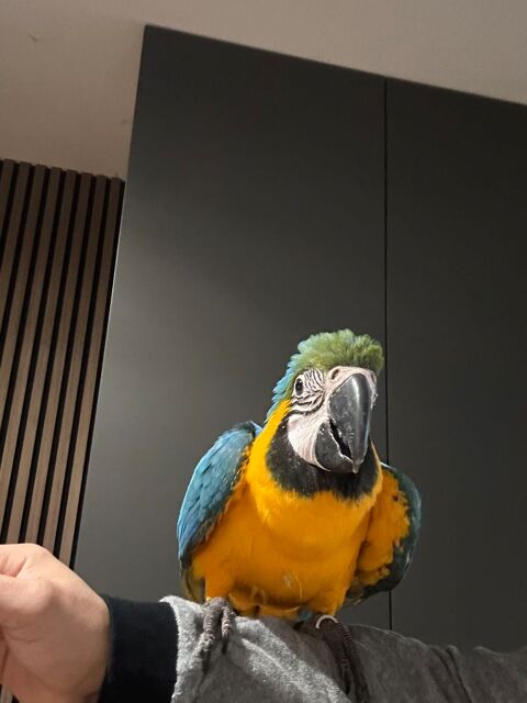 Ara bebe 1350 59000 Lille